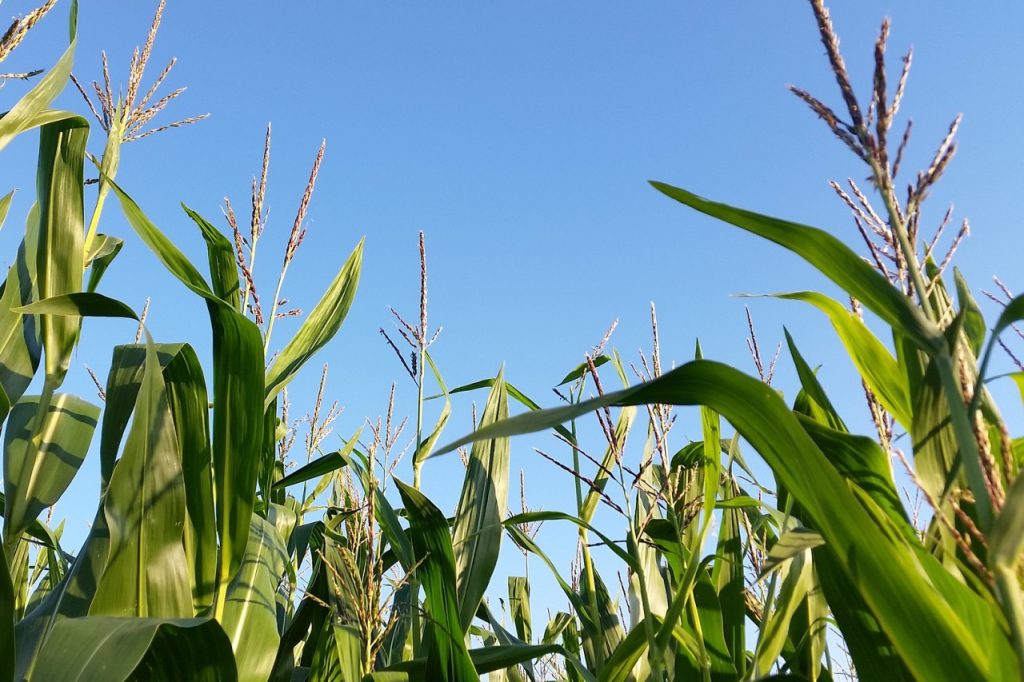Pole kukurydzy.