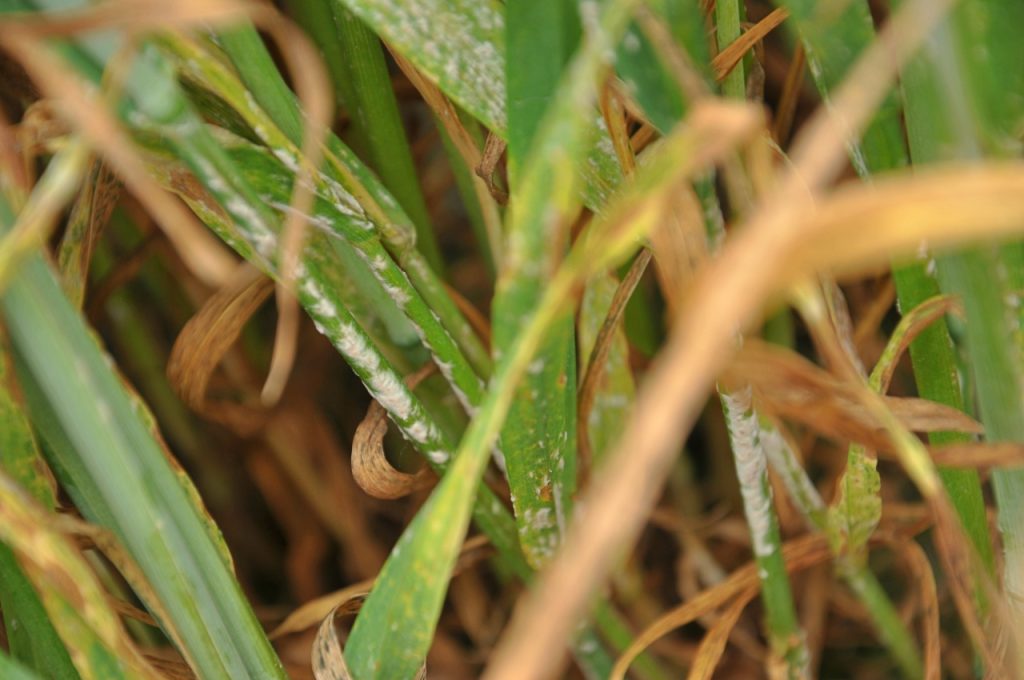 Choroby grzybowe to zagrożenie zarówno w uprawach rolniczych, warzywniczych, jak i sadowniczych.