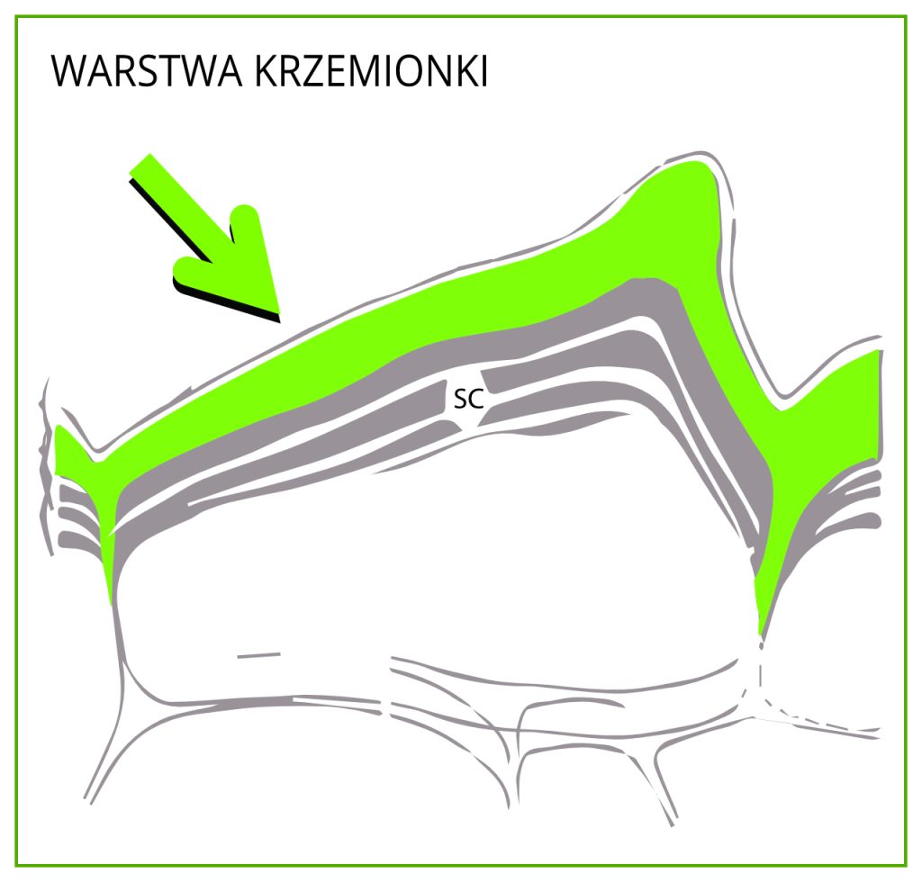 Zabezpieczająca warstwa krzemionki powstała po zastosowaniu ZumSilu.