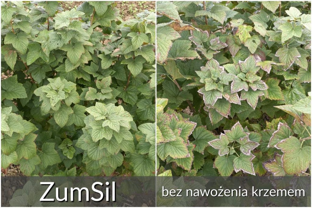 Dobrze widoczny efekt działania krótko łańcuchowego kwasu ortokrzemowego.